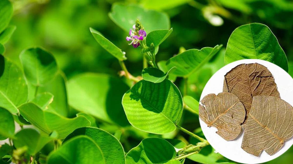 Cây Kim Tiền Thảo - Bài thuốc quý giúp điều trị sỏi và viêm đường tiết niệu hiệu quả